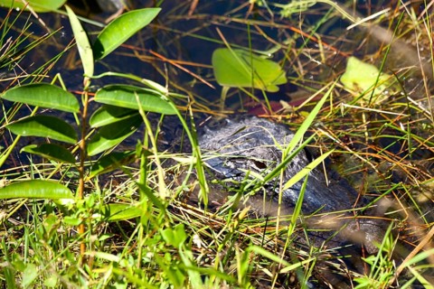 Alligator in swampland