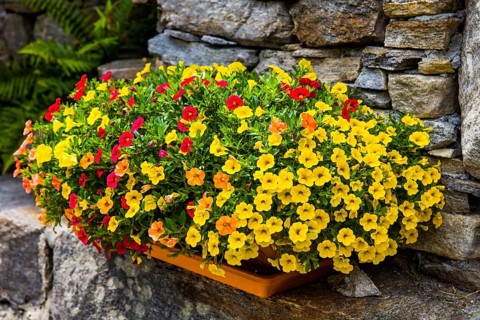 Sonogno