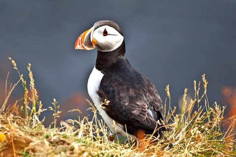 Puffins