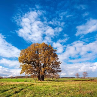 Five Brothers Oak in autumn