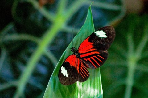 Butterfly Museum