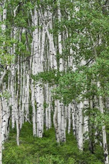 Aspen