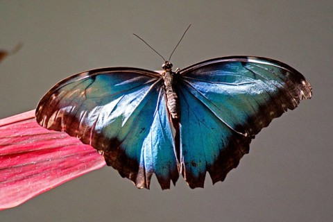 Butterfly Museum