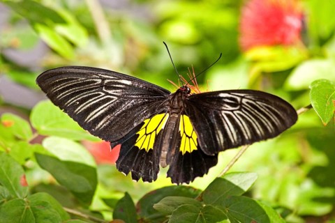 Butterfly Museum