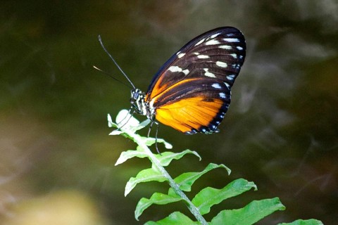 Butterfly Museum