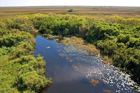 Swampland