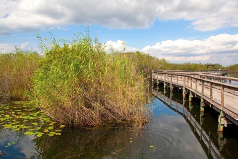 Anhinga Trail