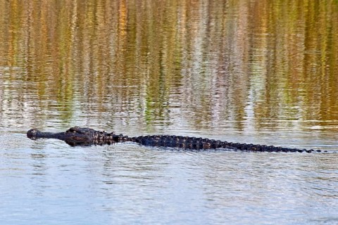 Alligator in swampland