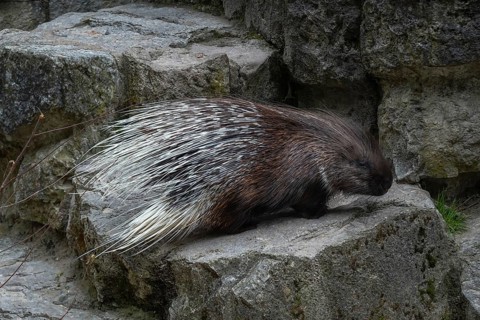 White-tailed porcupine