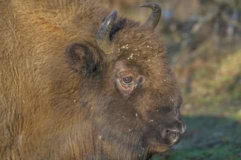 Bison or european bison (Bos bonasus)