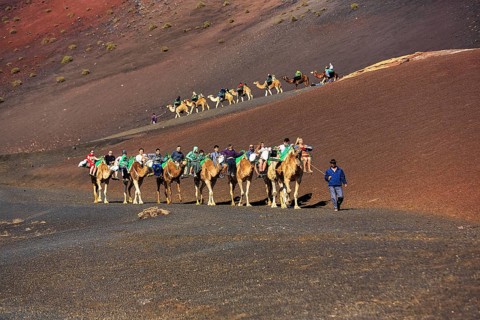Guided camel tour for tourists