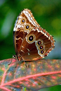 Butterfly Museum