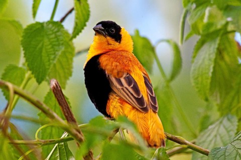 Butterfly Museum