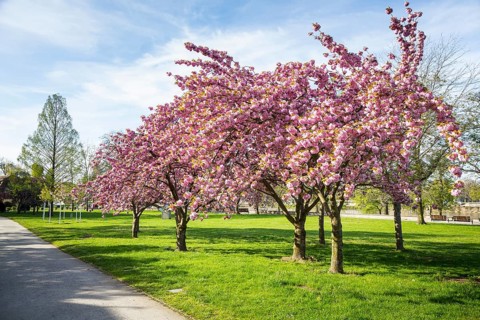 Cherry blossom at Bilderberg Hotel Bellevue on the banks of the Elbe in Neustadt