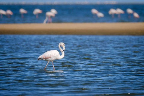 Greater Flamingo (Phoenicopterus roseus) (Phoeniconaias minor) walking in shallow water. Etosha National Park
