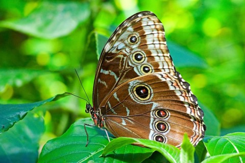 Butterfly Museum
