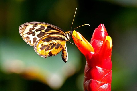 Butterfly Museum