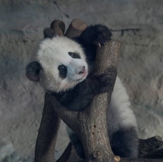 Panda young at the zoo