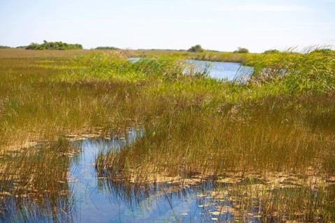 Swampland
