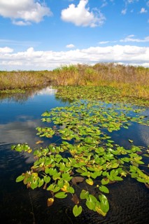 Anhinga Trail