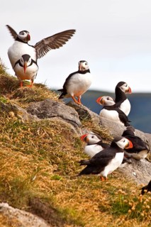 Puffins