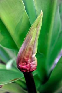 Banana blossom