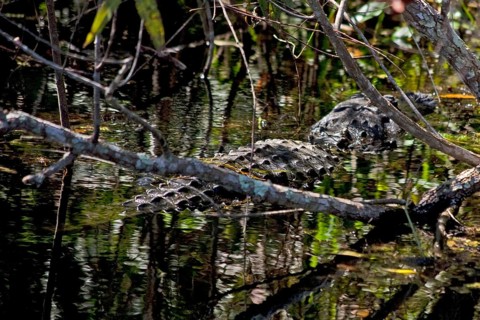 Alligator in swampland