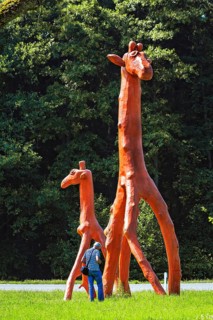 Giraffes