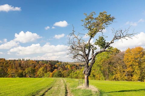 Old fruit tree on a field path near Somsdorf