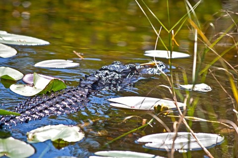 Alligator in swampland