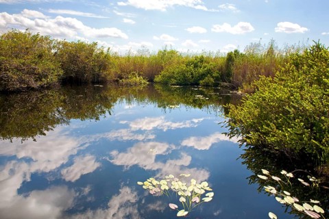 Anhinga Trail