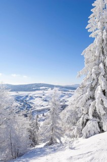 Winter landscape