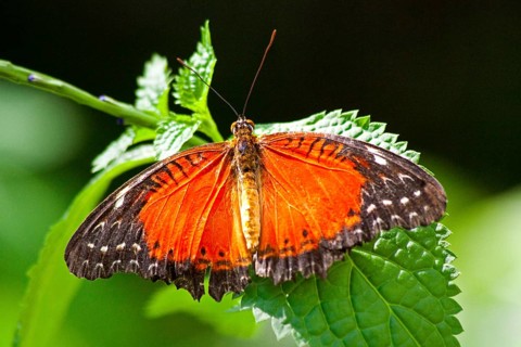 Butterfly Museum