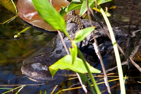 Alligator in swampland