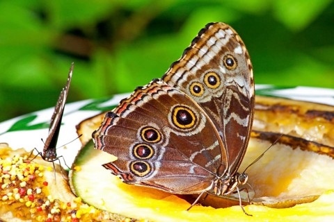 Butterfly Museum