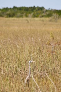 Egret in swampland