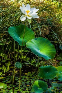 Water lilies and lotuses