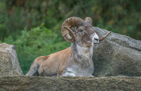 Marco Polo sheep (Ovis ammon polii)