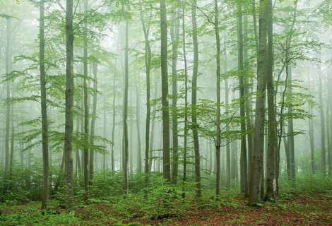 Near-natural old beech forest with morning mist
