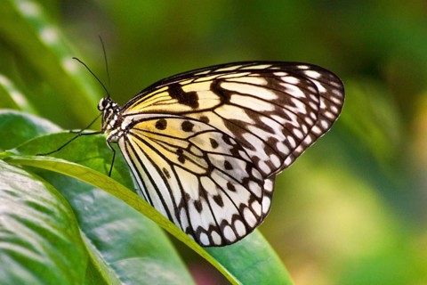 Butterfly Museum
