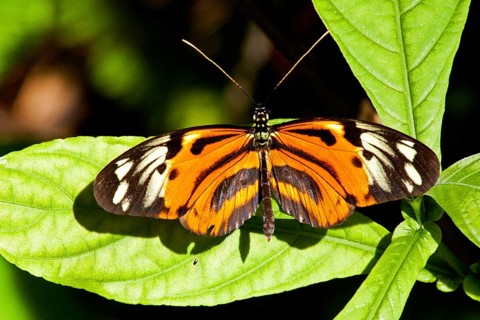 Butterfly Museum