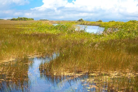 Swampland