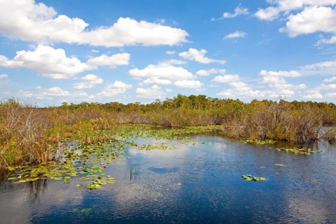 Anhinga Trail