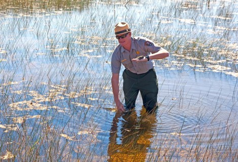 Ranger explains the swampland