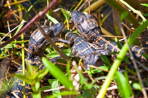 Mini alligators in the swampland