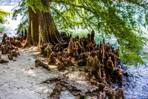 Subtropical Botanical Garden on the Brissago Islands in Lake Maggiore