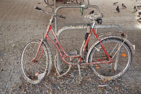 Pigeon droppings on bicycle