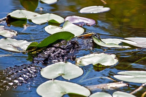 Alligator in swampland