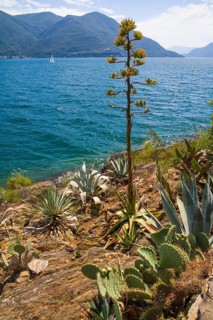 Subtropical Botanical Garden on the Brissago Islands in Lake Maggiore