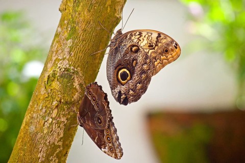 Butterfly Museum